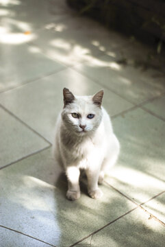 一只白色的可爱的流浪猫