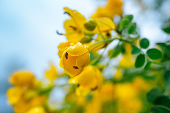 决明子花