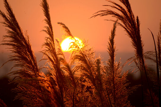 夕阳下的芦苇