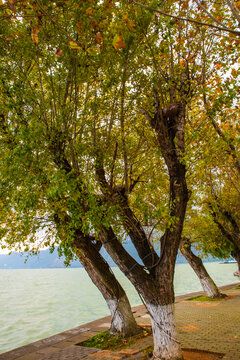湖畔白杨树