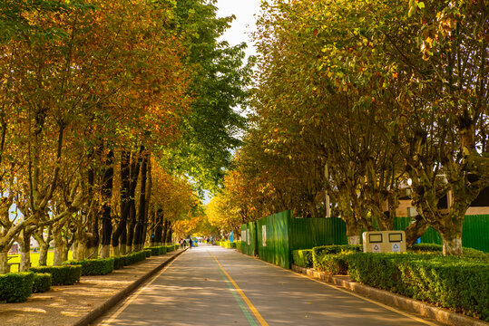 城市道路