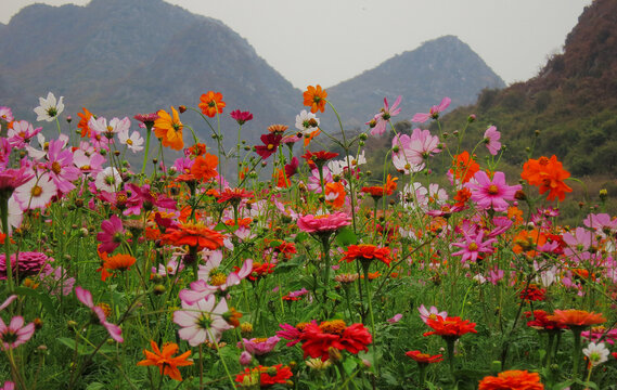 格桑花