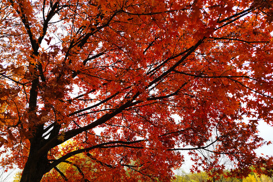 秋天的树木