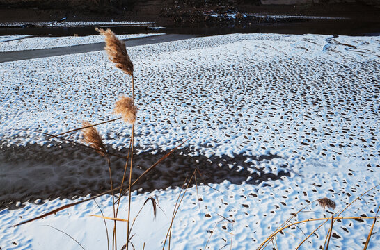 春雪