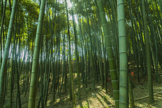 竹林南竹林