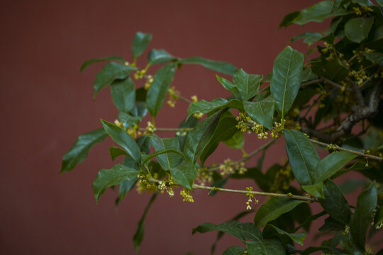 桂花