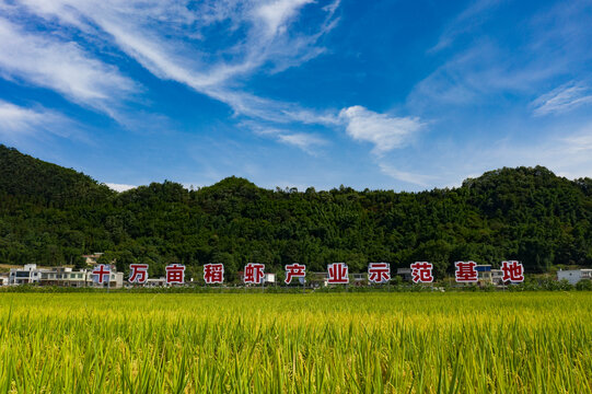 乡村稻田