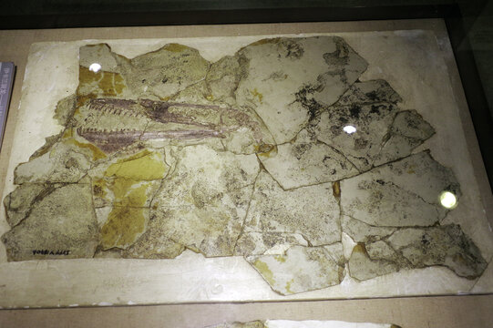 阿凡达伊卡兰翼龙骨骼化石标本