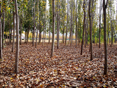 深秋的杨树林