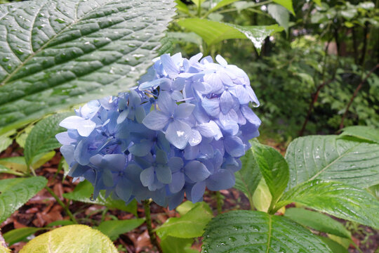 紫阳花