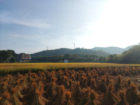 黄金稻田