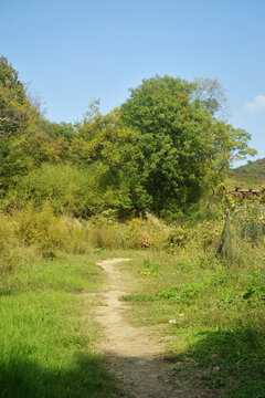 荒野小路美景