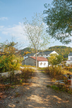 村庄小路秋景