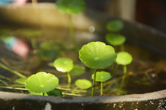 水培铜钱草