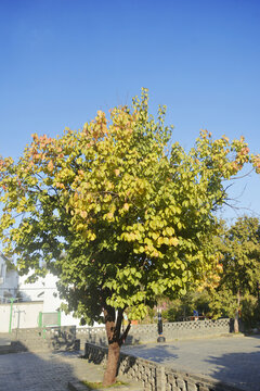 秋天小树