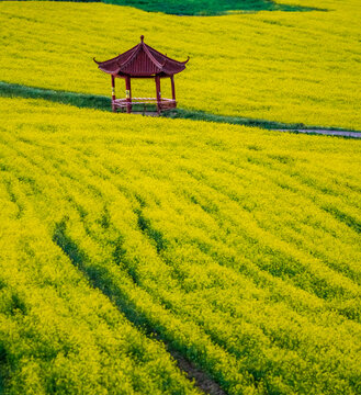 高原油菜花