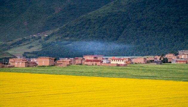 高原油菜花