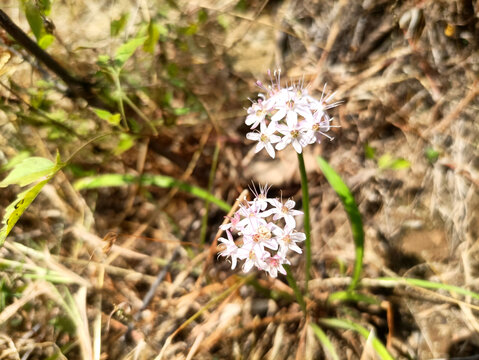 山花