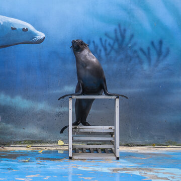 一只在梯子上张望的海狮