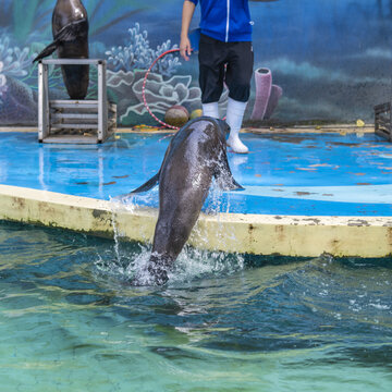 一只表演跳出水面的海狮
