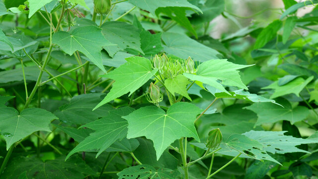 木芙蓉