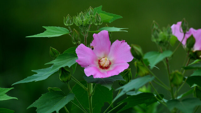 木芙蓉