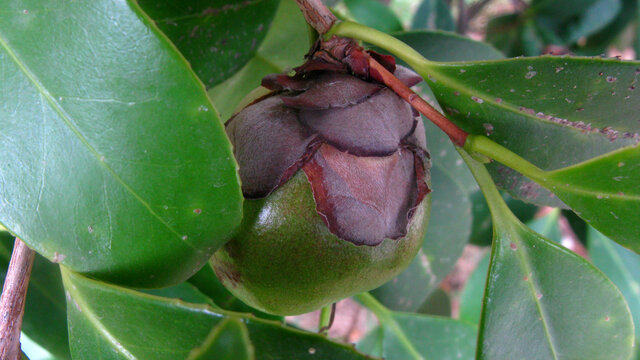 山茶花果