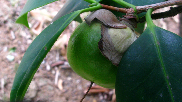 山茶花果