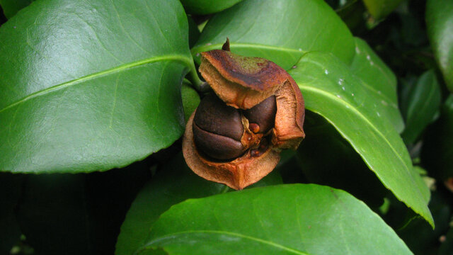 山茶花果