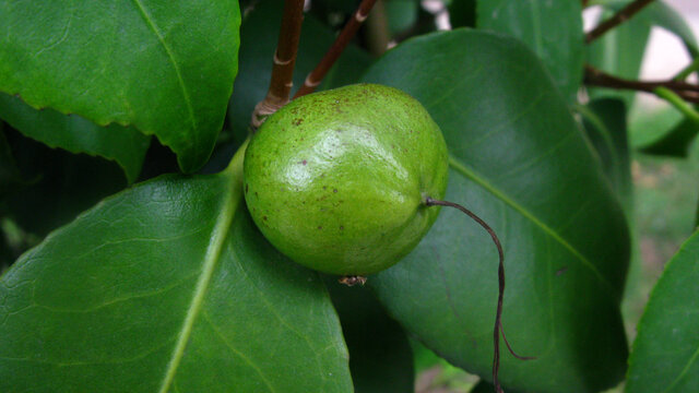 山茶花果