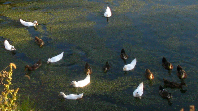 池塘里鸭子