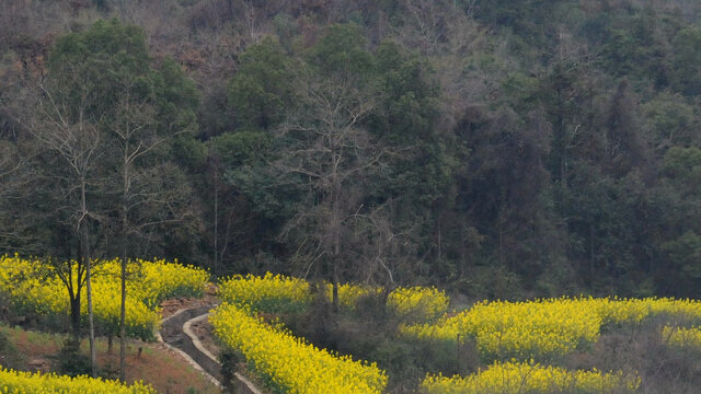 油菜花地