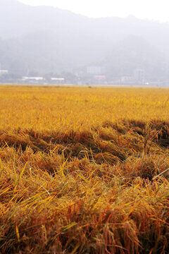 金黄色的稻田