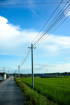 田园