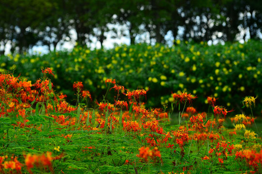 花海