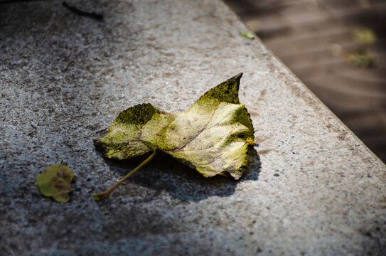 秋日阳光下的落叶