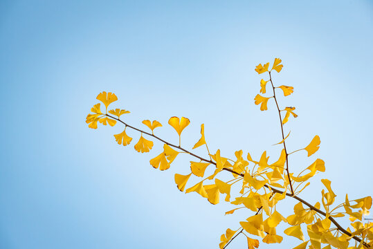 黄色叶子的银杏树