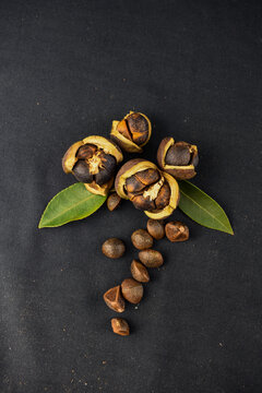 野山茶籽油茶籽果实的种子