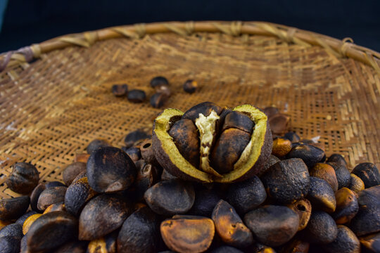 野山茶籽油茶籽果实油茶种子