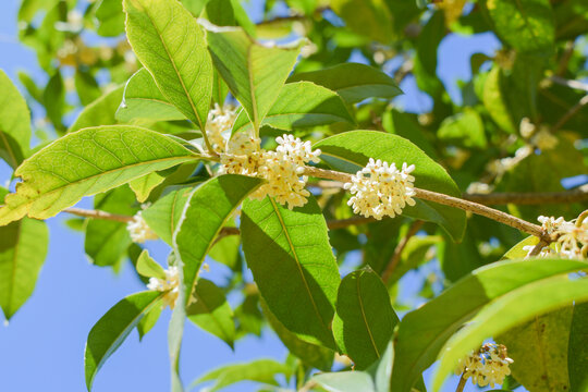 八月桂花枝叶九里香金粟树枝