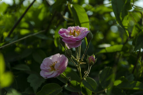 玫瑰花