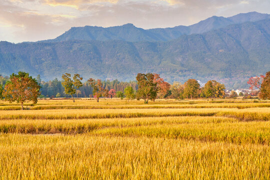 田园秋景