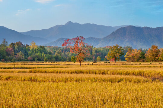 田园秋景