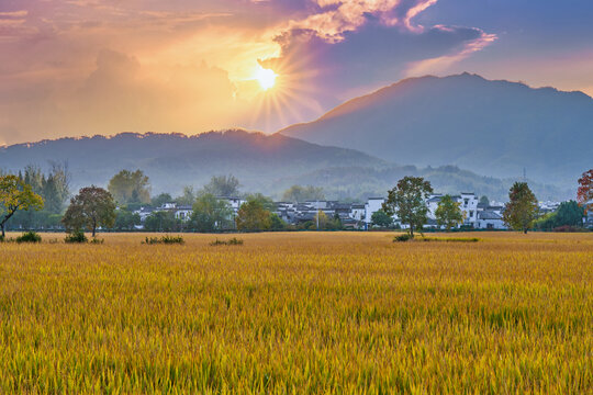 稻田秋景和皖南民居