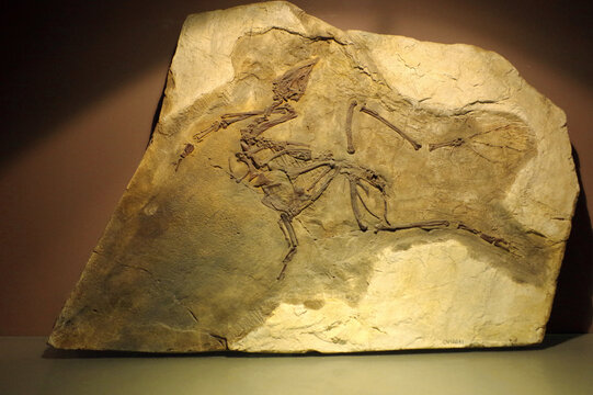 葛氏义县鸟骨骼化石标本
