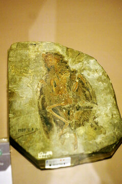 步氏始反鸟骨骼化石标本