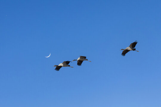 黑颈鹤飞翔蓝天月亮