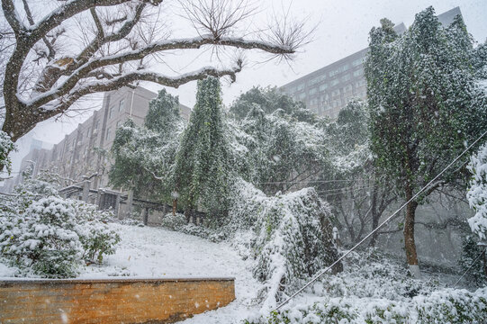 雪天大树