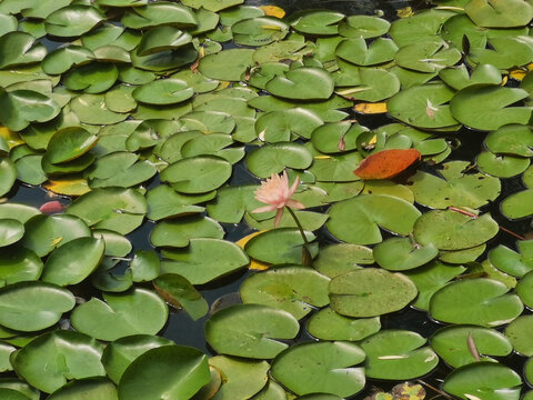 湿地公园荷花