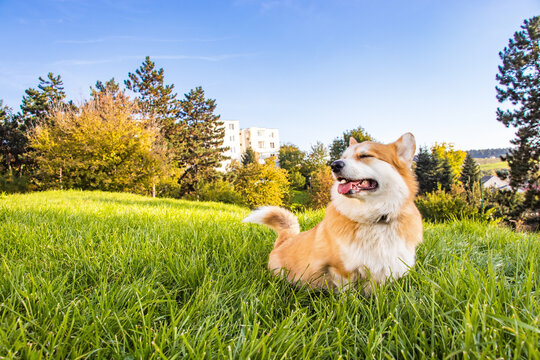 威尔士柯基犬